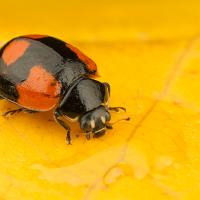 Two Spot Ladybird (Black Form) 1 